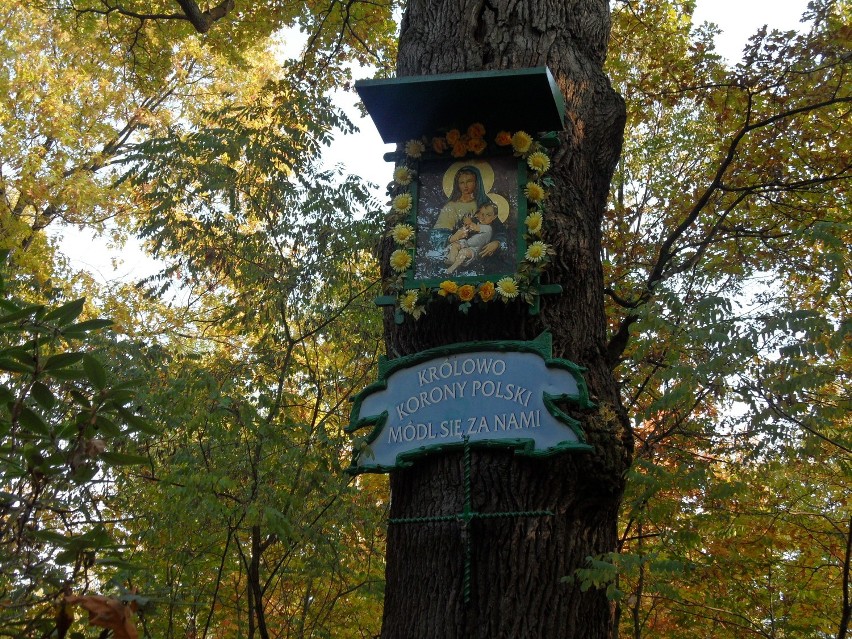 Dąb Maryjny, lipa z kapliczką przy ul. Rybnickiej - to tylko niektóre drzewa-symbole Żor