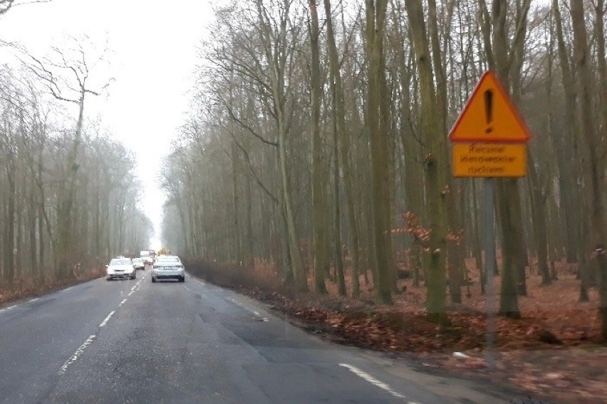 Trwa wycinka drzew przy drodze między Przęsocinem a...