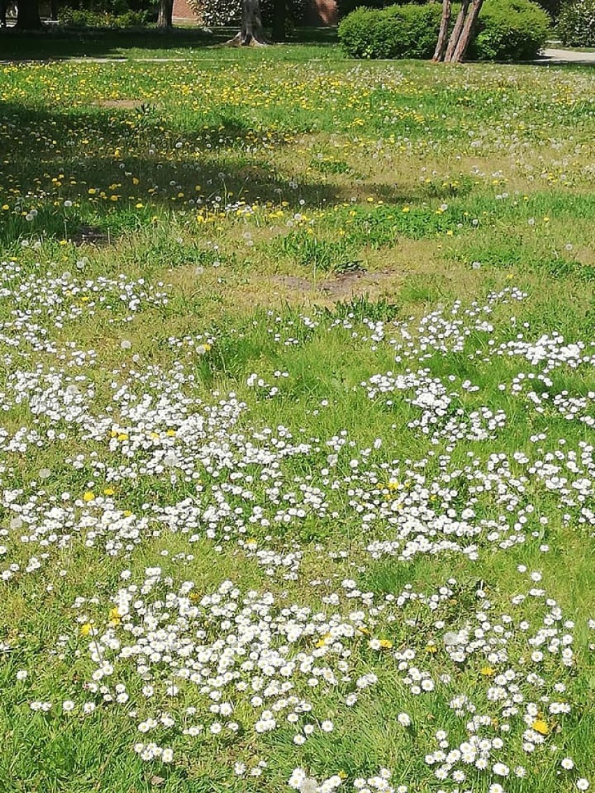 W Żarach ekolodzy apelują o pozostawienie trawników bez...