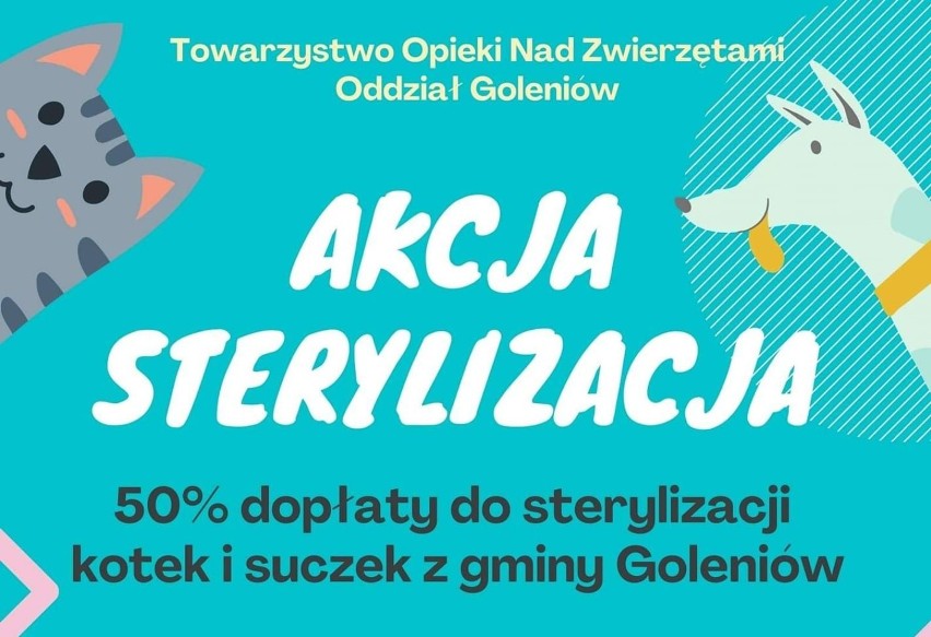 Akcja Sterylizacja w Goleniowie. Towarzystwo Opieki nad Zwierzętami dopłaca do zabiegów