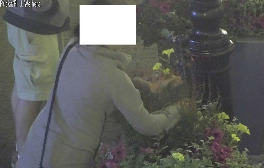 Zrywali kwiaty na Placu Jakuba Wejhera [ZDJĘCIA] 