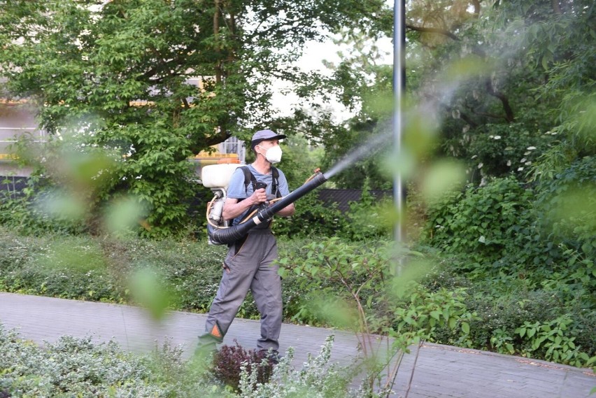 Na dniach w mieście ma ruszyć akcja oprysków terenów...