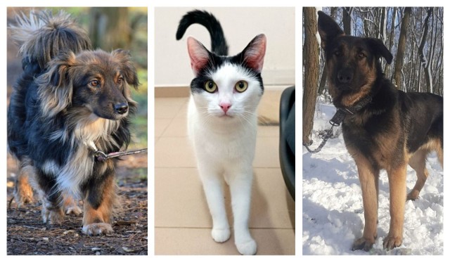 Psy i koty gotowe do adopcji z grudziądzkiego schroniska dla zwierząt zobaczcie w galerii  >>>>>