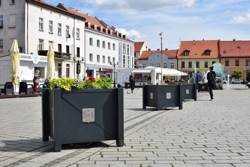 Na Rynku, tak jak w latach ubiegłych, ustawiono bukszpany i...