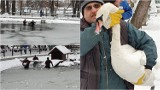 Tarnów. Strażacy pomogli w łapaniu łabędzi ze stawu w Parku Strzeleckim. Idą mrozy, które mogłyby być dla ptaków zabójcze. Mamy zdjęcia!