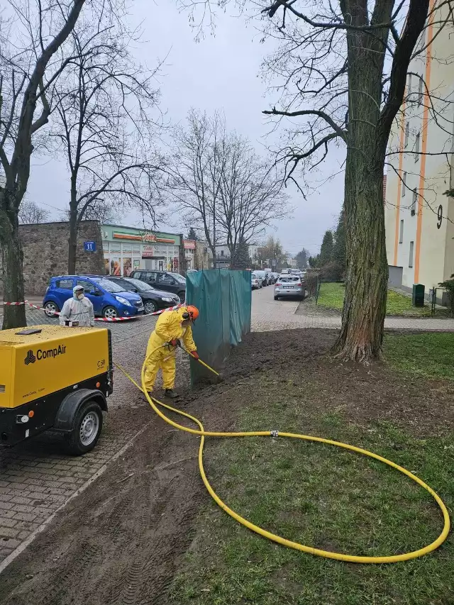 Przy ulicy Wawrzyńskiej w Kielc uratowano korzenie drzew rozjechane przez parkujące samochody. "Zieleń" użyła do tego specjalistycznego .