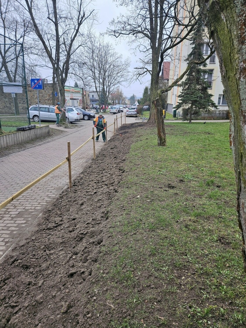 Rejonowe Przedsiębiorstwo Zieleni i Usług Komunalnych w Kielcach ma urządzenie do ratowania drzew. Wykonano pierwszą operację