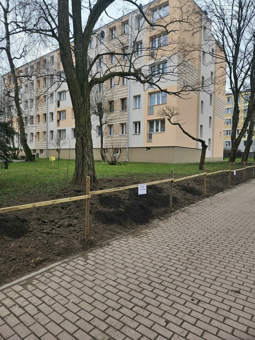 Rejonowe Przedsiębiorstwo Zieleni i Usług Komunalnych w Kielcach ma urządzenie do ratowania drzew. Wykonano pierwszą operację