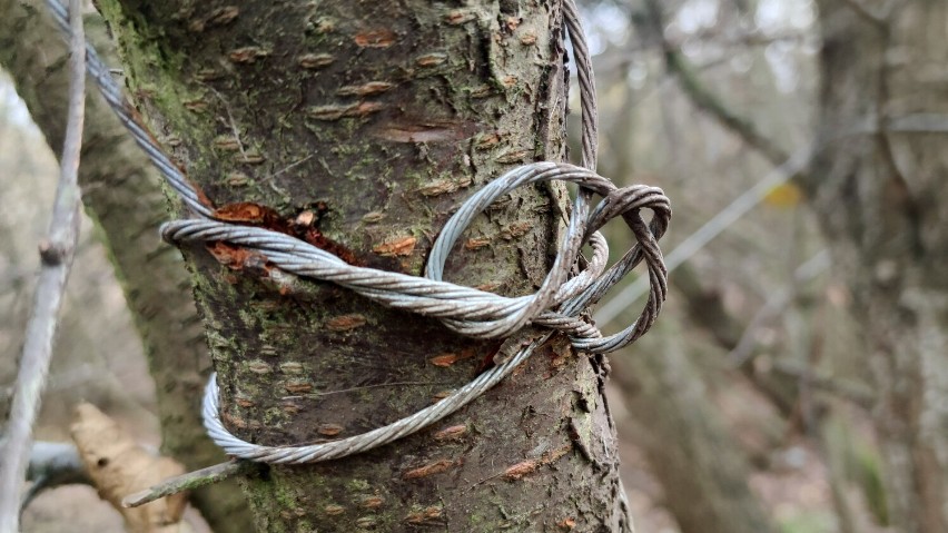 Kłusownicy znów zastawiają pułapki w lasach, zabili jelenia...