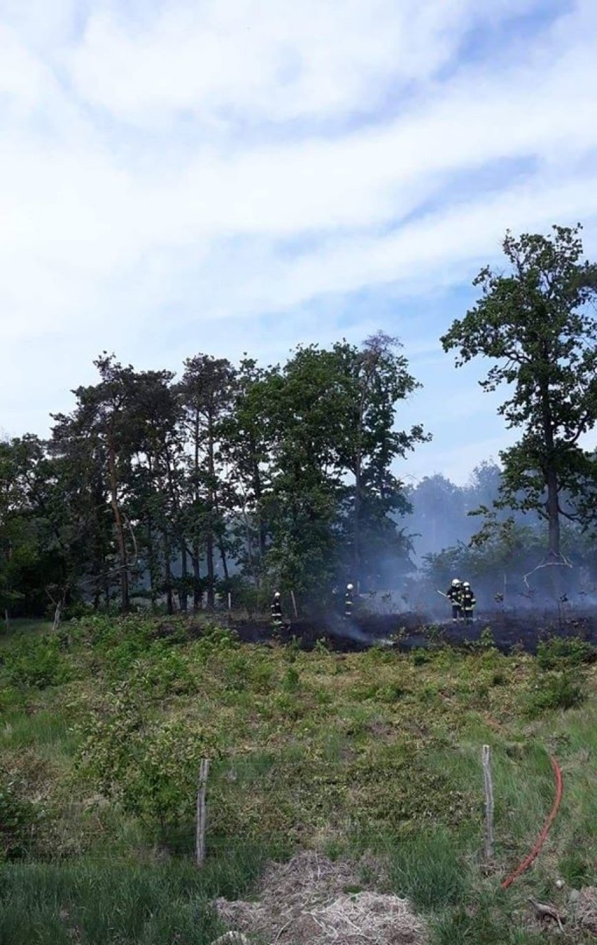 Wycisłowo. Palił się las. Akcja gaśnicza była utrudniona [ZDJĘCIA] 