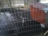 W kojcu psa pełno wody, a w niej stare ziemniaki zmieszane z błotem. Interwencja animalsów pod Bytowem