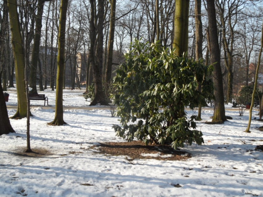 Bytom : Park - przedwiośnie 2015. Spacer po parku miejskim im. F. Kachla