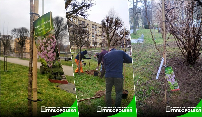 Sadzili drzewka na osiedlu Magdalena