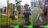 Przyszła wiosna i dziesiątki nowych drzewek posadzili na terenach zielonych zarządzanych przez spółdzielnie mieszkaniową