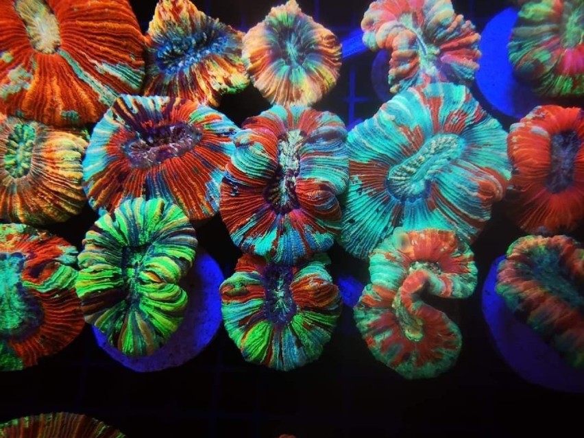 Crazy Coral Żołędowo. Biznes kwitnie na rafach koralowych. Dla fanów akwarystyki morskiej [zdjęcia i wideo]