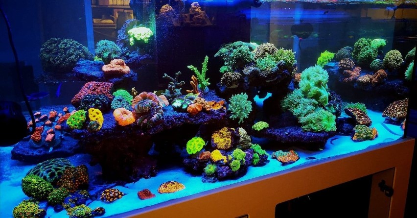 Crazy Coral Żołędowo. Biznes kwitnie na rafach koralowych. Dla fanów akwarystyki morskiej [zdjęcia i wideo]