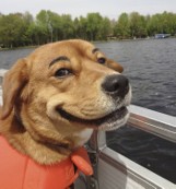 Psy z brwiami, czyli absurdy internetu. Zobaczcie komiczne zdjęcia!