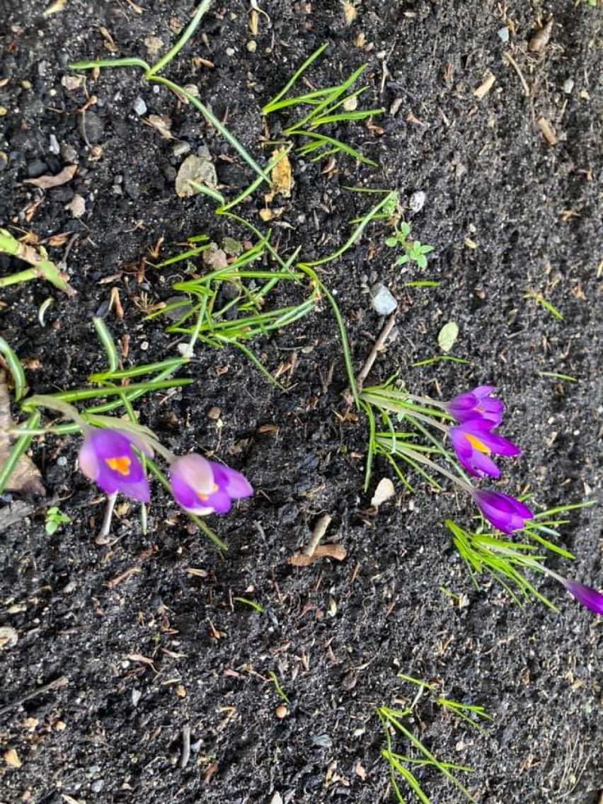 Pierwsze, wiosenne kwiaty Czytelników. Ślijcie zdjęcia, a...