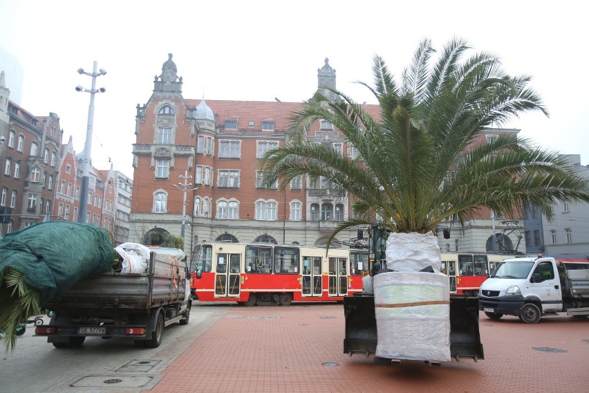 W czwartek, 5 listopada, palmy z rynku w Katowicach są...