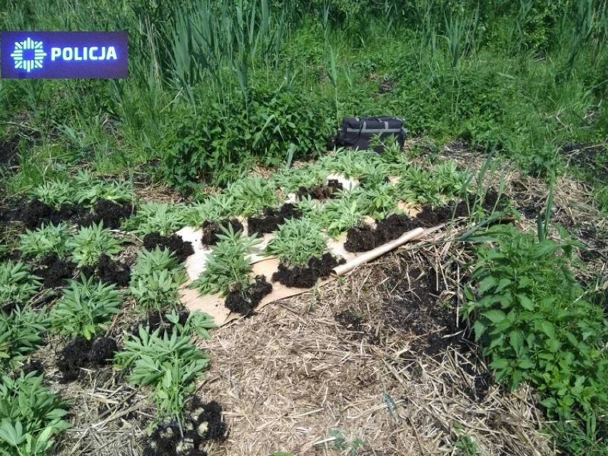 Uprawa konopi indyjskich. W lesie na terenie gminy Kamieńsk rosło 578 krzaków konopi
