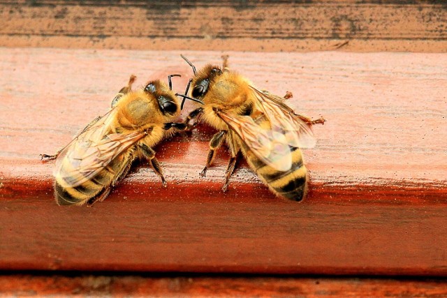 22 ule z pszczelimi rodzinami nieznany sprawca zniszczył w Janówce (gm. Stare Pole). Policja prosi o pomoc w ustaleniu wandala.