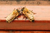 Kto zniszczył 22 ule z pszczelimi rodzinami w Janówce? Policja w Starym Polu czeka na wszelkie informacje na temat sprawcy