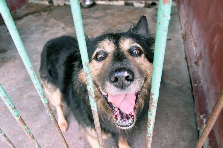 Te psy czekają na adopcję w legnickim schronisku