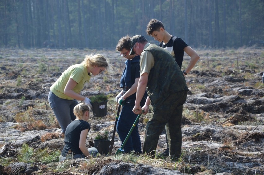 Uczniowie "Herberta" sadzili las pod Bełchatowem