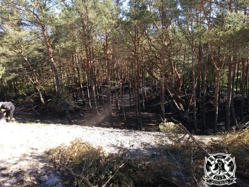 Pożar w rezerwacie przyrody Białogóra skutkiem niedogaszonego ogniska - 16 czerwca 2021