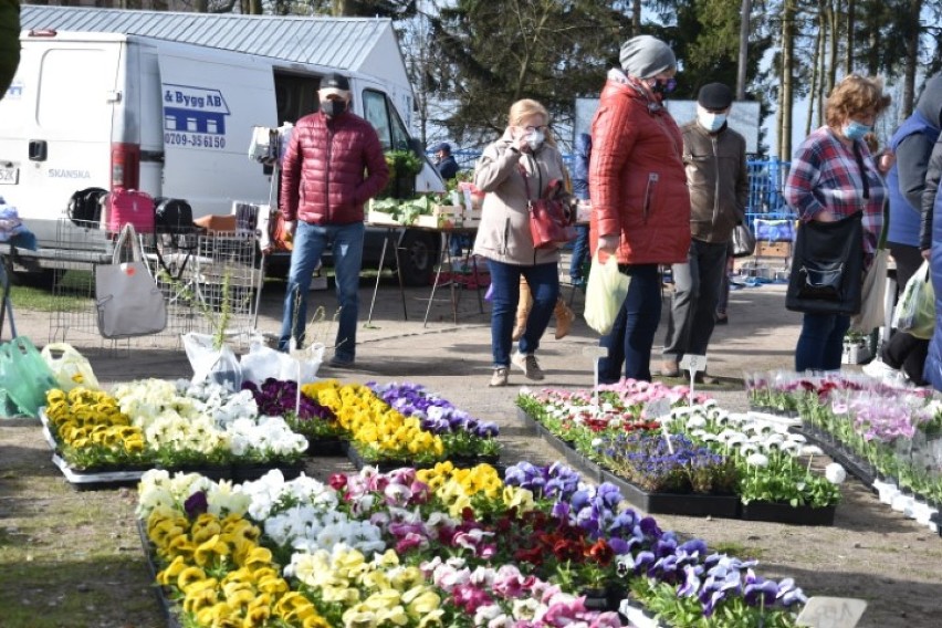 Na targu w Wągrowcu czuć już wiosnę. W sprzedaży kwiaty, sadzonki, młode drzewka i wiele innych 