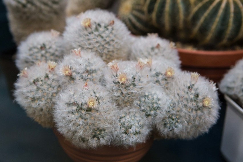 Wystawa kaktusów w Ogrodzie Botanicznym