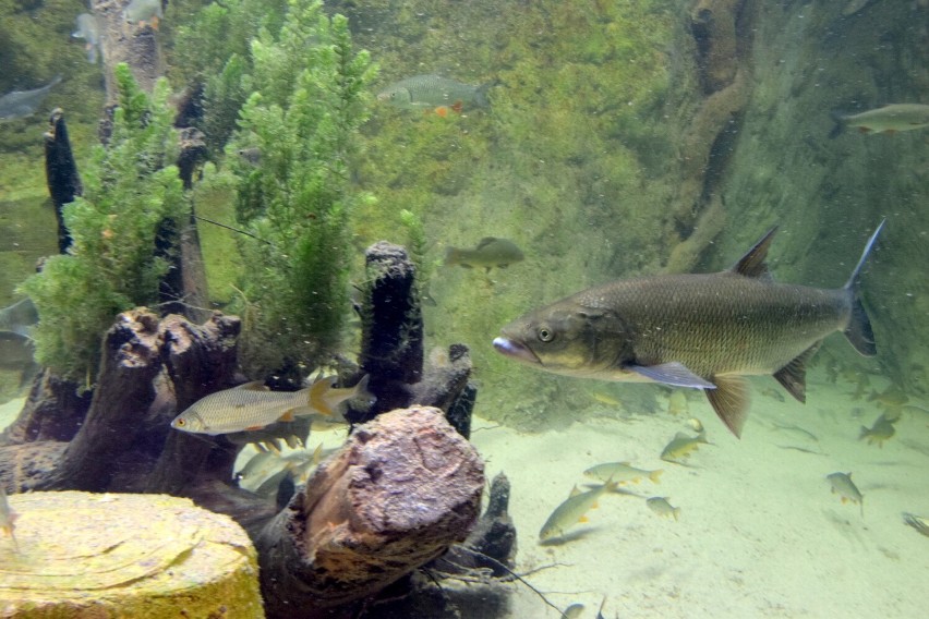 Nidarium - gigantyczne akwarium, nowa atrakcja turystyczna województwa świętokrzyskiego otwarta. Zobacz zdjęcia