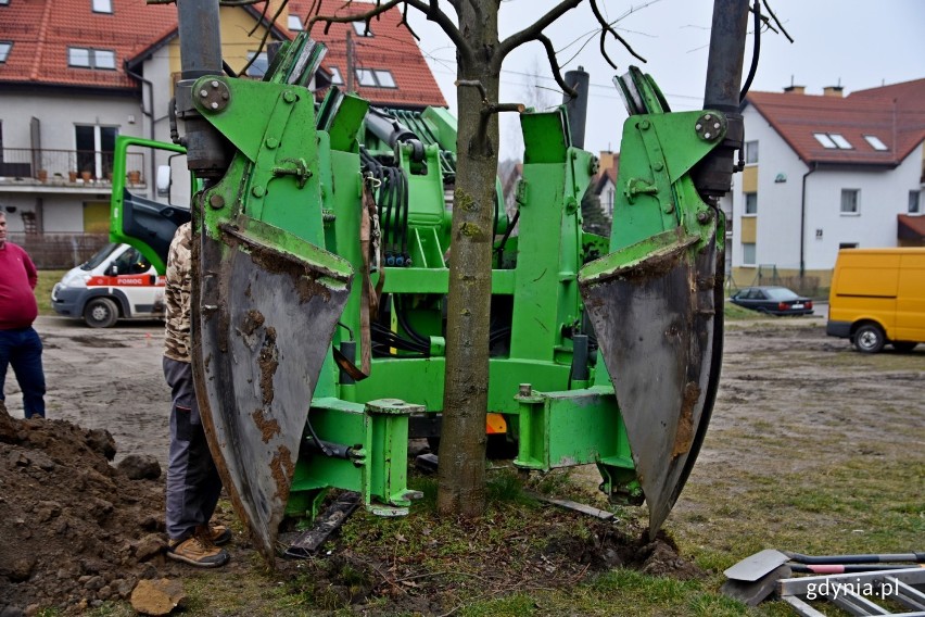 Urzędnicy z Gdyni znaleźli sposób na ocalenie drzew z okolic planowanego węzła Karwiny. Zastosowano nowatorską metodę i je przesadzono