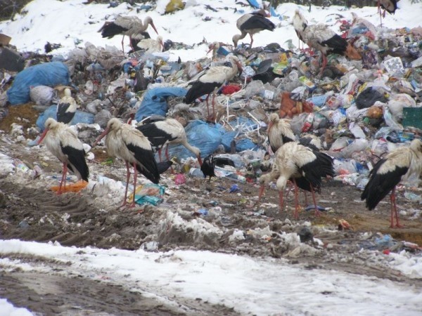 Straż Miejska we Włodawie apeluje o pomoc. Stado 70 bocianów marznie na lokalnym wysypisku śmieci. Potrzebny jest pokarm, by dokarmiać zwierzęta.