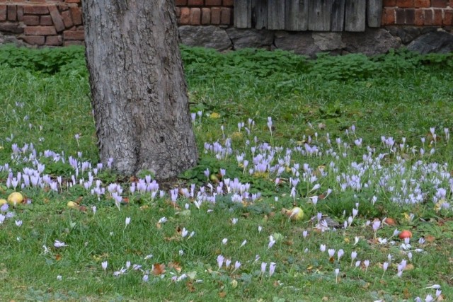 W Łęgowie Sulechowskim można zobaczyć kwitnące kwiaty, przypominające krokusy. To zimowity jesienne