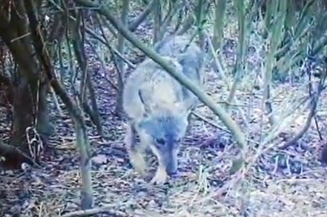 Wilki już wcześniej były pojedynczo obserwowane w rejonie Jeziora Nyskiego.