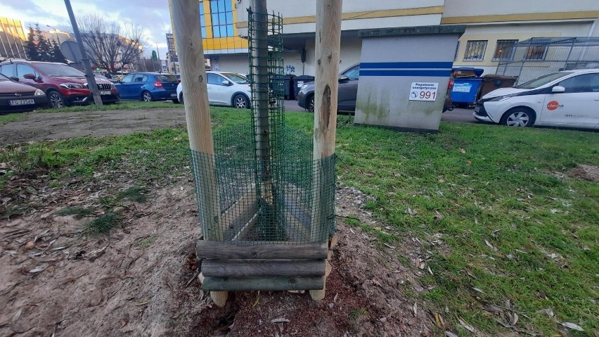Bobry atakują w centrum Gorzowa! Zjadły drzewka posadzone... w listopadzie