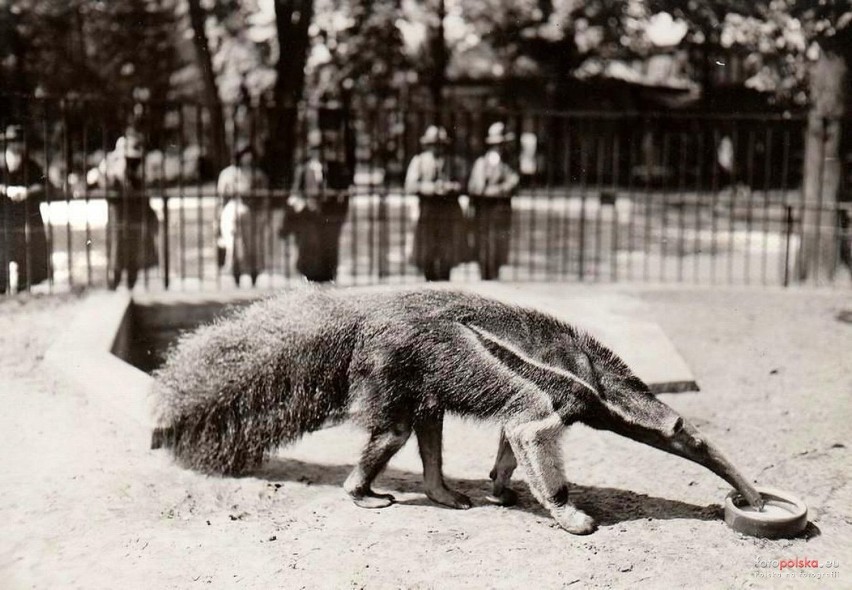 155 lat wrocławskiego ogrodu zoologicznego [ARCHIWALNE ZDJĘCIA]                           