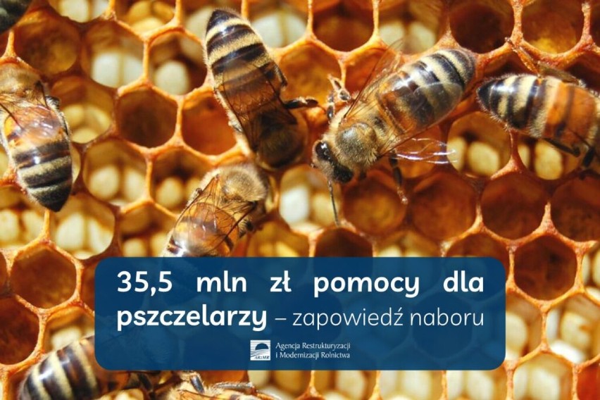 35,5 mln zł pomocy dla pszczelarzy od ARiMR. Nabór ruszy niebawem FOTO