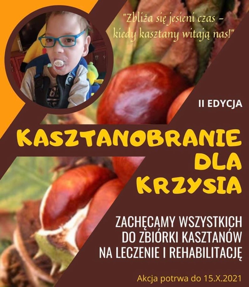 Kasztany dla Krzysia - druga edycja akcji dla chłopca z gminy Widawa