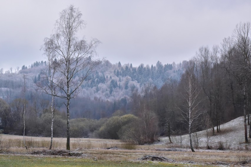 W Bieszczadach spadł śnieg. Zrobiło się biało [ZDJĘCIA]