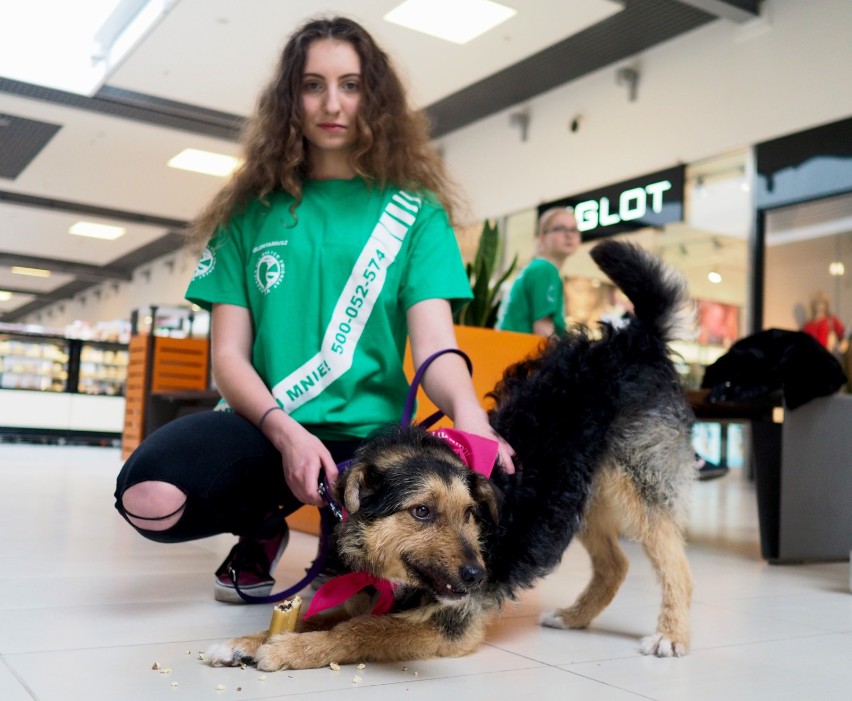 W Galerii Sanowa odbyła się akcja adopcji psów. 10...