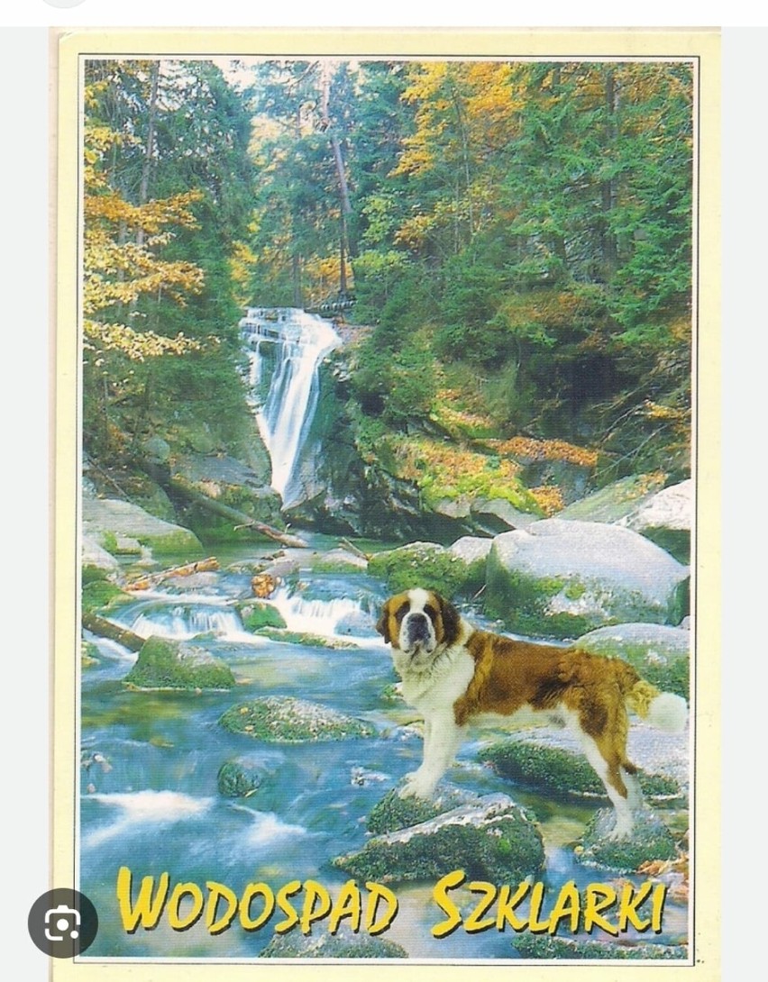 Bernardyn znad wodospadu Szklarki trafił nawet na pocztówki