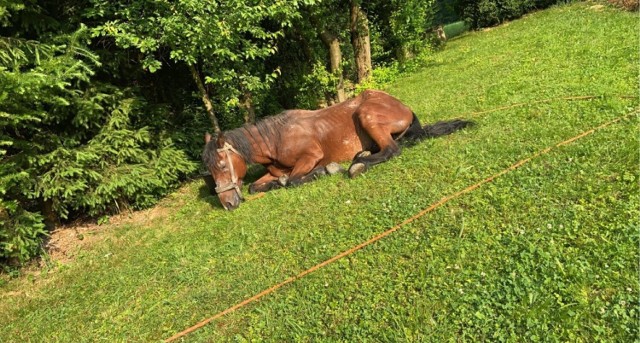 Zdjęcie sprzed roku. Koń Bartek uciekł wtedy od właściciela i konał na trawniku. Uratowali go mieszkańcy. Jak doszło do tego, że teraz skonał w męczarniach?