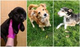 Psy do adopcji w schronisku w Piotrowie niedaleko Żar. Te zwierzaki czekają na nowych właścicieli