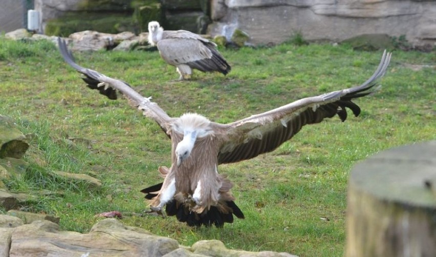 W zoo w Łodzi sęp zaatakował zwiedzających