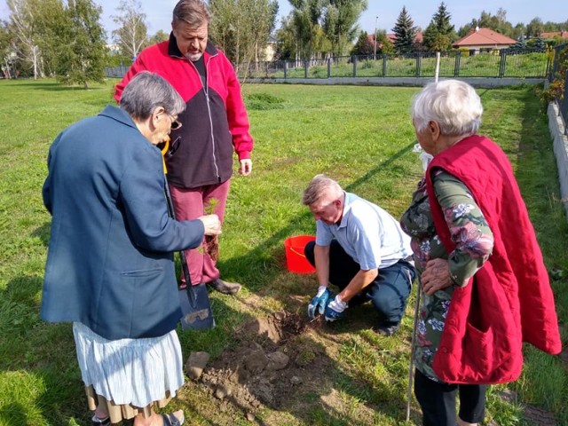 Wokół DPS w Skierniewicach posadzono około 40 drzewek