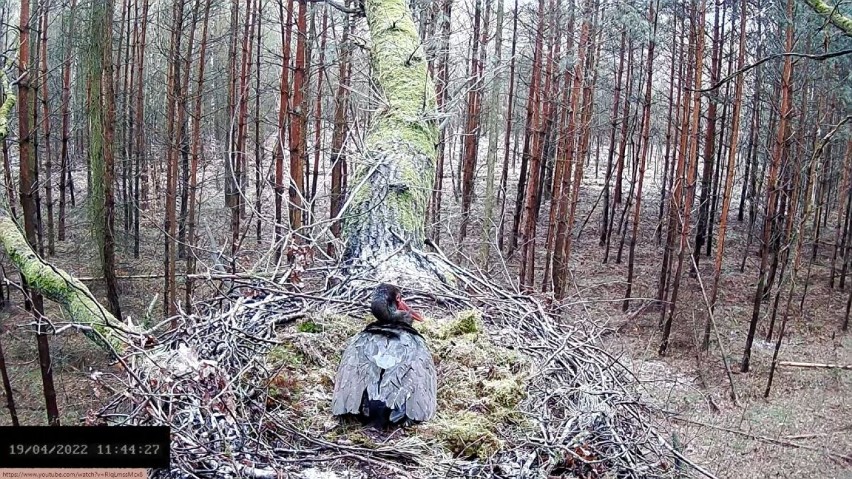 Rodzina bocianów czarnych w woj. łódzkim powiększa się!...