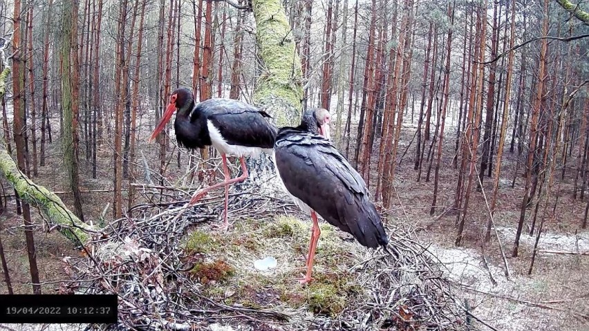 Rodzina bocianów czarnych w woj. łódzkim powiększa się!...