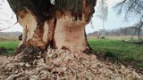 Bobry niszczą drzewa przy "Słoneczku" w Piotrkowie ZDJĘCIA